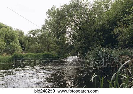 Trees near river View Large Photo Image Stock Photo - Trees near river. Fotosearch