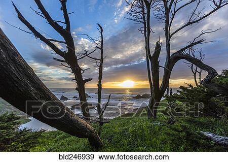 Trees on hill near ocean at sunset View Large Photo Image Stock Photo - Trees on hill near ocean at sunset. Fotosearch