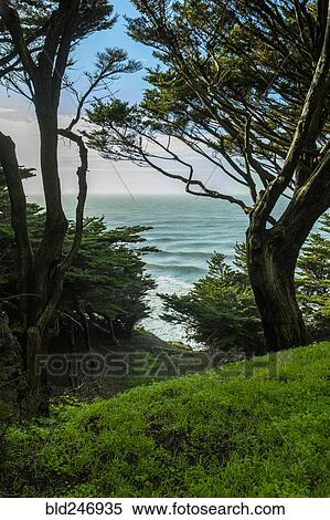 Trees on hill near ocean View Large Photo Image Stock Photography - Trees on hill near ocean. Fotosearch