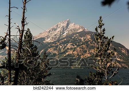 Picture - Treetops near lake and remote mountain. Fotosearch
