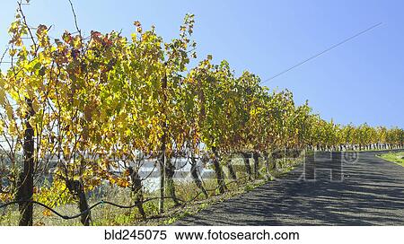 Vineyard near road View Large Photo Image Stock Photography - Vineyard near road. Fotosearch