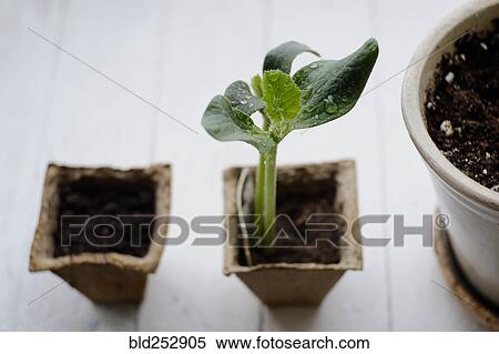 Stock Photography - Water droplets on seedling. Fotosearch