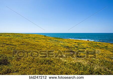 Wildflowers near ocean View Large Photo Image Stock Image - Wildflowers near ocean. Fotosearch