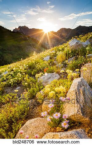 Wildflowers on sunny mountain View Large Photo Image Stock Photograph - Wildflowers on sunny mountain. Fotosearch