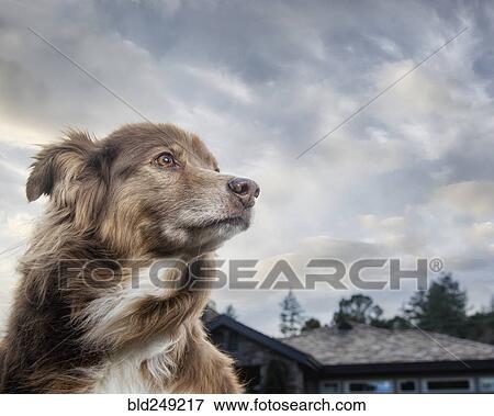 Wind blowing fur of dog near house View Large Photo Image Stock Photo - Wind blowing fur of dog near house. Fotosearch