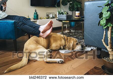 Stock Image - Woman sitting in armchair resting feet on dog. Fotosearch