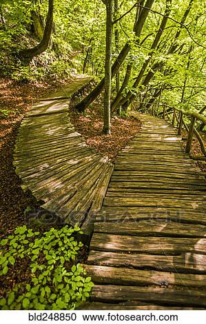 Wooden pathways in forest View Large Photo Image Stock Image - Wooden pathways in forest. Fotosearch