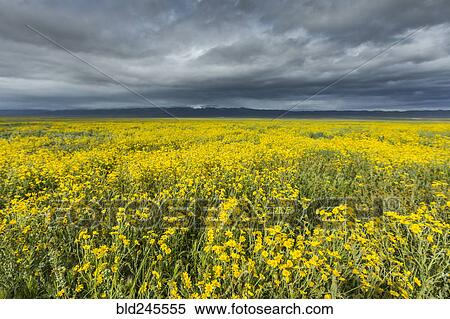 Stock Photography - Yellow flowers in field under clouds. Fotosearch