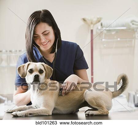 Stock Image - Caucasian veterinarian examining dog. Fotosearch
