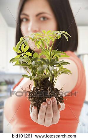 Stock Image - Caucasian woman holding plant in soil. Fotosearch