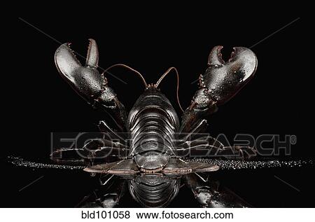 Stock Photo - Close up of black lobster. Fotosearch
