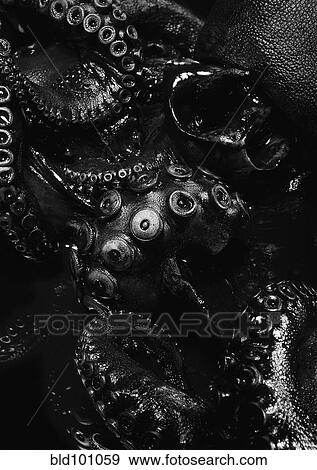 Stock Photo - Close up of black octopus. Fotosearch