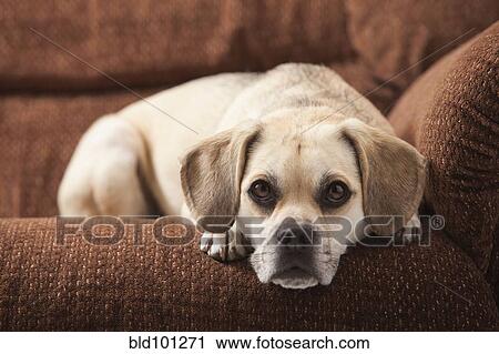 Stock Image - Dog laying on sofa. Fotosearch
