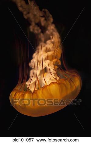 Stock Photo - Jellyfish floating upside down. Fotosearch
