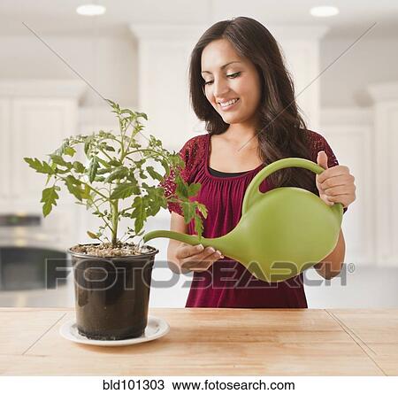 Mixed race woman watering plant View Large Photo Image Stock Image - Mixed race woman watering plant. Fotosearch