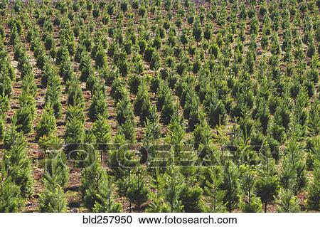 Stock Image - Aerial view of tree farm. Fotosearch