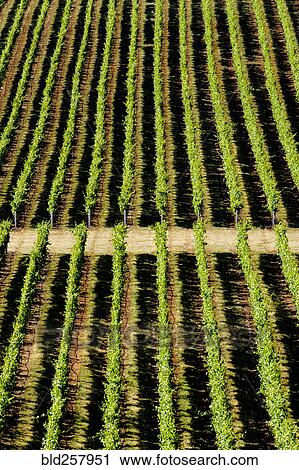 Aerial view of tree farm View Large Photo Image Stock Image - Aerial view of tree farm. Fotosearch