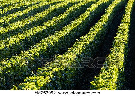 Stock Image - Aerial view of tree farm. Fotosearch