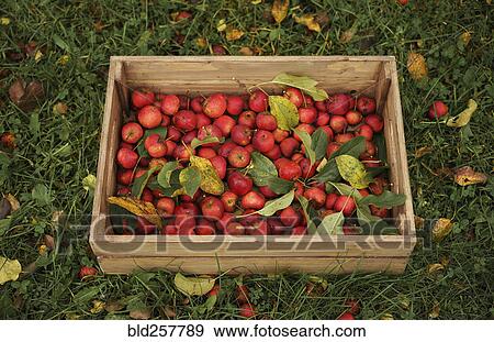 Apples in wooden crate View Large Photo Image Stock Photo - Apples in wooden crate. Fotosearch