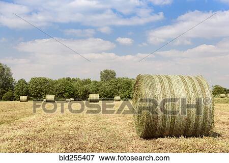 Stock Photo - Bales of hay in field. Fotosearch