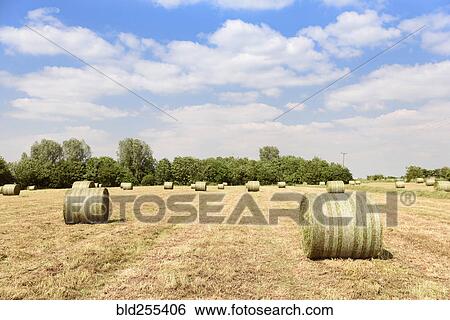 Stock Photograph - Bales of hay in field. Fotosearch