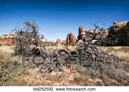 "Barren tree in desert, Moab, Utah, United States" View Large Photo Image Stock Image - "Barren tree in desert, Moab, Utah, United States". Fotosearch