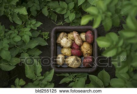 Basket of potatoes View Large Photo Image Stock Photography - Basket of potatoes. Fotosearch