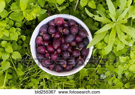Stock Photo - Basket of purple berries. Fotosearch