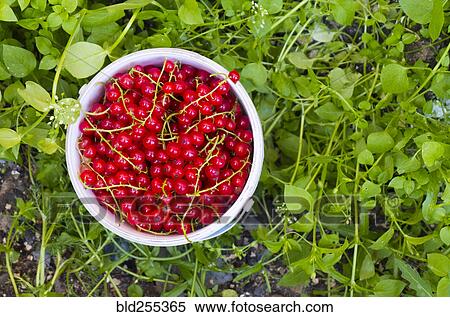 Basket of red berries View Large Photo Image Stock Photography - Basket of red berries. Fotosearch
