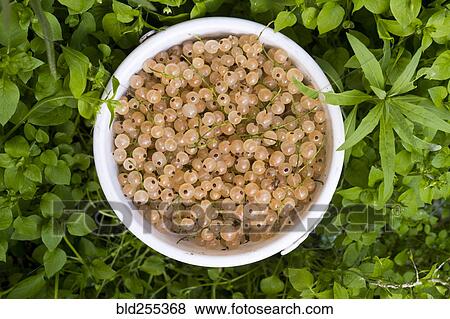 Stock Photo - Basket of white berries. Fotosearch