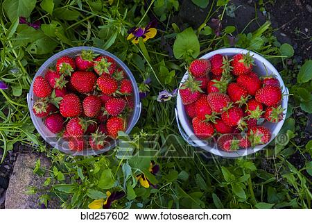 Stock Image - Baskets of strawberries. Fotosearch