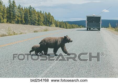 Bear and cub crossing street behind truck View Large Photo Image Stock Photo - Bear and cub crossing street behind truck. Fotosearch