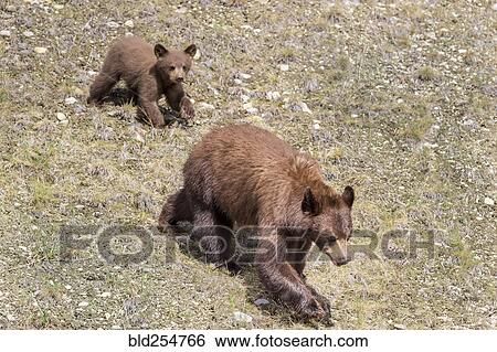 Stock Photograph - Bear and cub walking on grass. Fotosearch