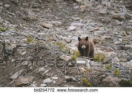 Bear climbing on rocks View Large Photo Image Stock Image - Bear climbing on rocks. Fotosearch