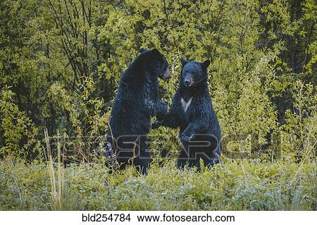 Bears standing in forest View Large Photo Image Picture - Bears standing in forest. Fotosearch