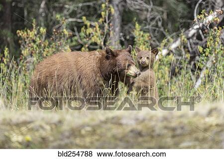 Bears standing in forest View Large Photo Image Stock Photo - Bears standing in forest. Fotosearch