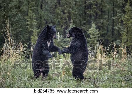 Stock Photography - Bears standing in the forest. Fotosearch
