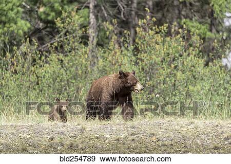 Bears walking in field View Large Photo Image Stock Photo - Bears walking in field. Fotosearch
