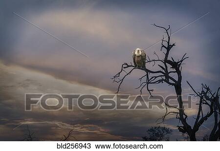 Bird perched on barren tree View Large Photo Image Stock Image - Bird perched on barren tree. Fotosearch