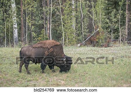 Bison grazing in field View Large Photo Image Stock Photo - Bison grazing in field. Fotosearch