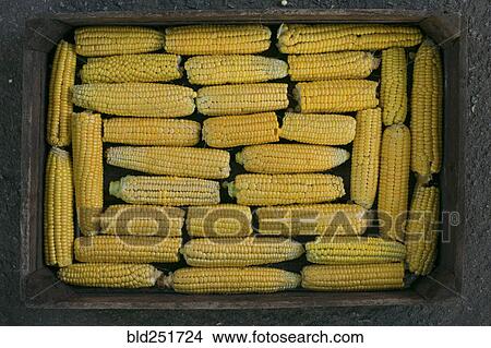 Box of corn on cob View Large Photo Image Picture - Box of corn on cob. Fotosearch