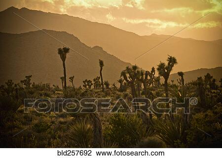 Stock Image - Cactus in desert landscape at sunset. Fotosearch