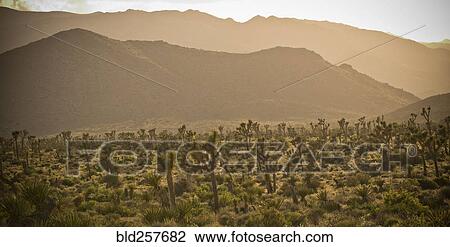 Cactus in desert landscape View Large Photo Image Stock Image - Cactus in desert landscape. Fotosearch
