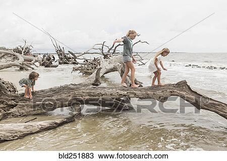 Caucasian boy and girls balancing on driftwood on beach View Large Photo Image Stock Image - Caucasian boy and girls balancing on driftwood on beach. Fotosearch