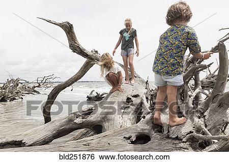Caucasian boy and girls climbing on driftwood on beach View Large Photo Image Stock Photograph - Caucasian boy and girls climbing on driftwood on beach. Fotosearch