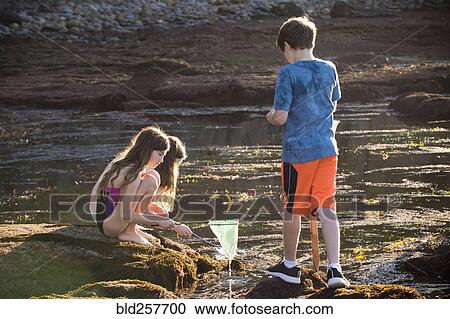 Stock Image - Caucasian boy and girls exploring tide pools with net. Fotosearch