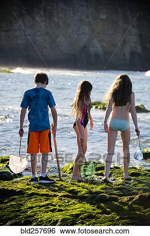 Caucasian boy and girls exploring tide pools with nets View Large Photo Image Stock Photograph - Caucasian boy and girls exploring tide pools with nets. Fotosearch