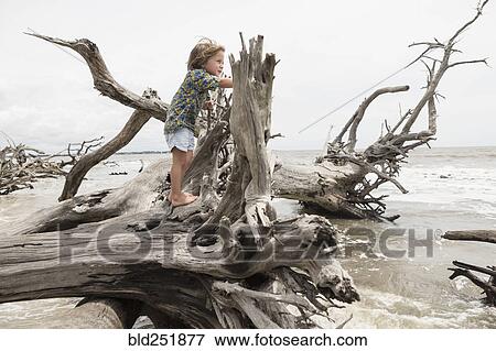 Caucasian boy climbing on driftwood on beach View Large Photo Image Stock Photo - Caucasian boy climbing on driftwood on beach. Fotosearch