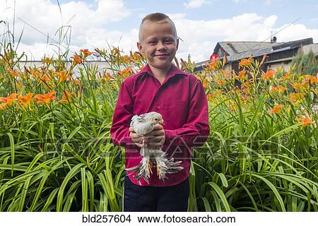 Caucasian boy holding chicken on farm View Large Photo Image Picture - Caucasian boy holding chicken on farm. Fotosearch