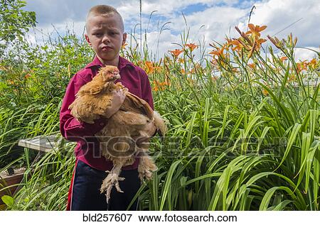 Stock Photo - Caucasian boy holding chicken on farm. Fotosearch